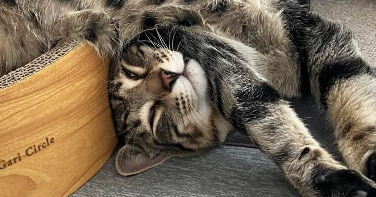 キジトラ猫のお昼寝姿がまるで液体…完全に『溶けている光景』に笑って