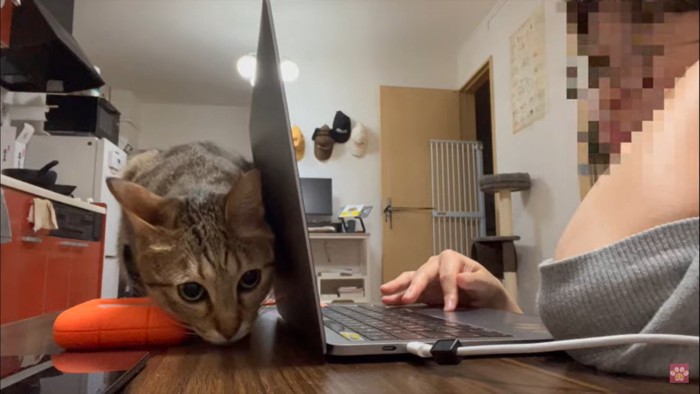 猫猫PC nekochan_cat36760_1.jpg