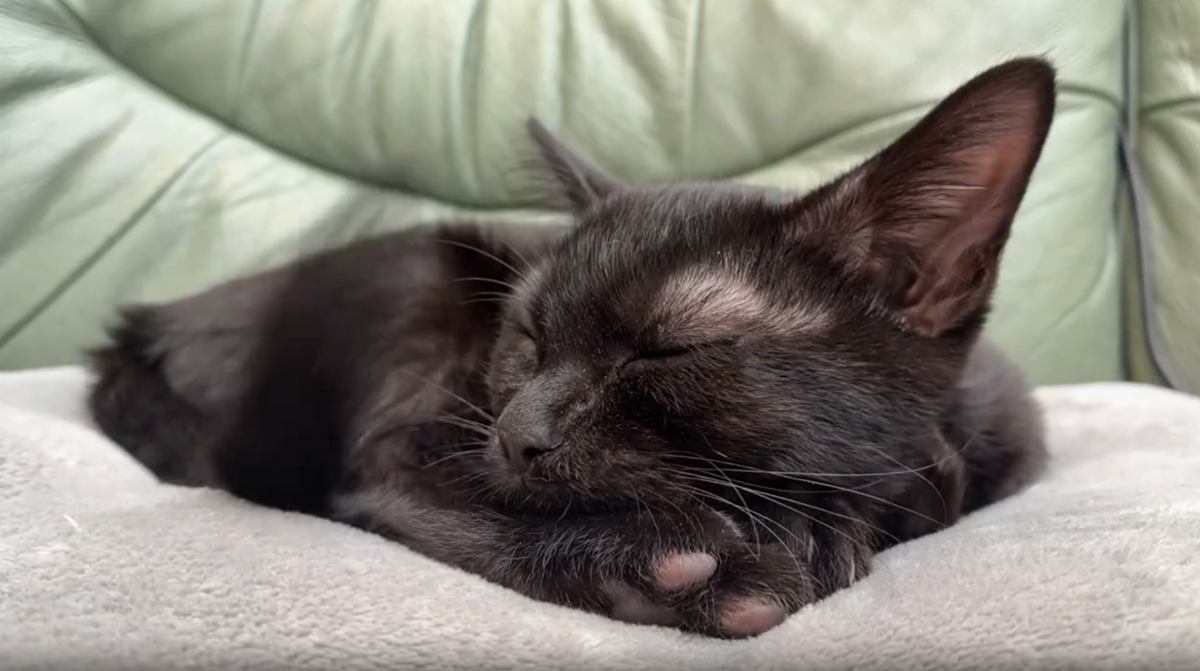 おまとめ中　　　　　　　　　　蓄光　ジャンピング猫　おすわり猫 おまとめ中 蓄光 ジャンピング猫 おすわり猫