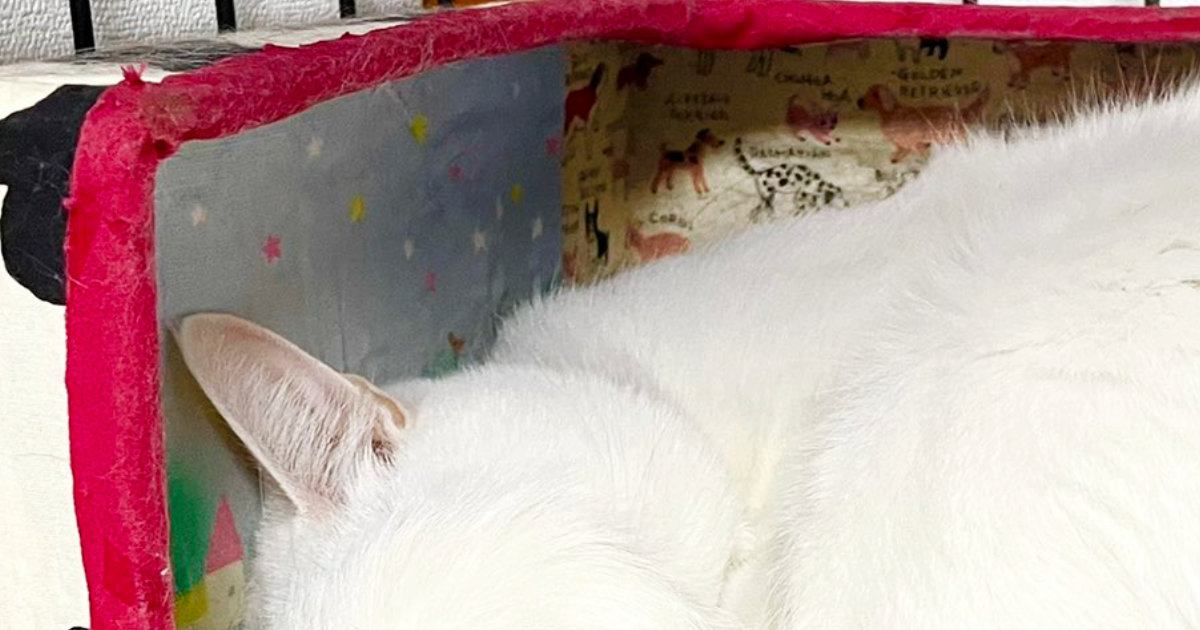 猫の不思議な行動に笑顔が溢れる瞬間