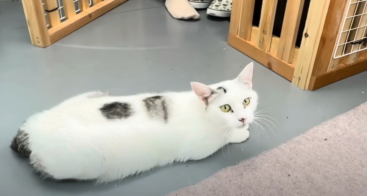 出産直前に保護された『激しい威嚇で子猫を守る元野良猫』→3週間が