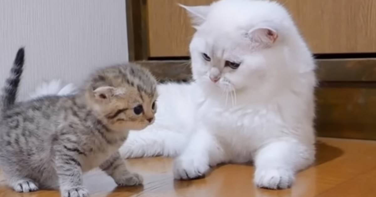 りょうちゃん様予約 絵画「猫の背中にアポロ11号／猫の頭に回転木馬」 りょうちゃん様予約 絵画「三匹の猫とプリンアラモード」「猫の