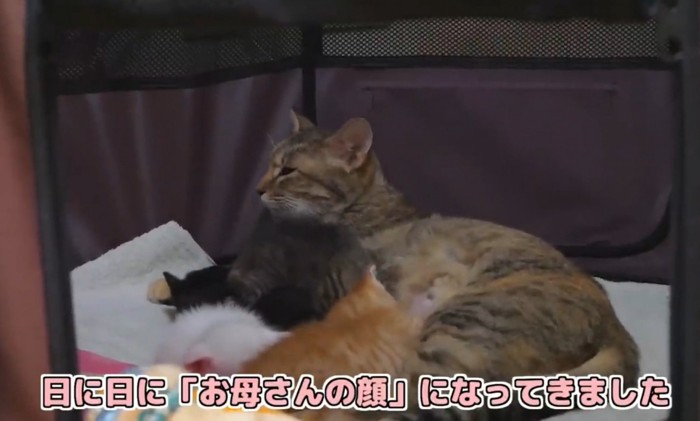 子猫 タオル オファー 吸う