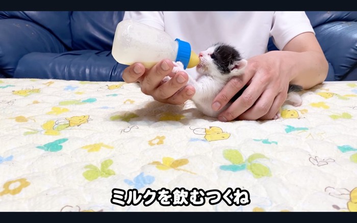 哺乳瓶 夢中 安い 猫