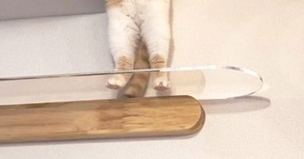 愛らしい猫たちと過ごす時間を楽しむ