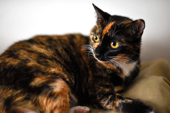 三毛猫・サビ猫の毛色の神秘が解き明かされる 研究者が「DNAの欠如」を