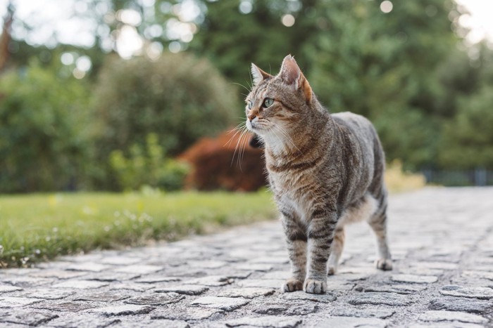 Miracle Across the Channel: Lost French Cat Defies Odds, Travels to UK and Finds Way Back Home - News Directory 3