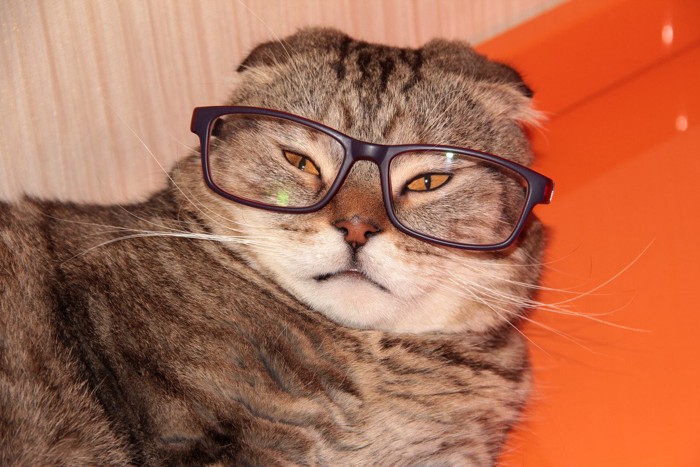 メガネをかけたねこ メガネを掛けた猫 220317 - YouTube