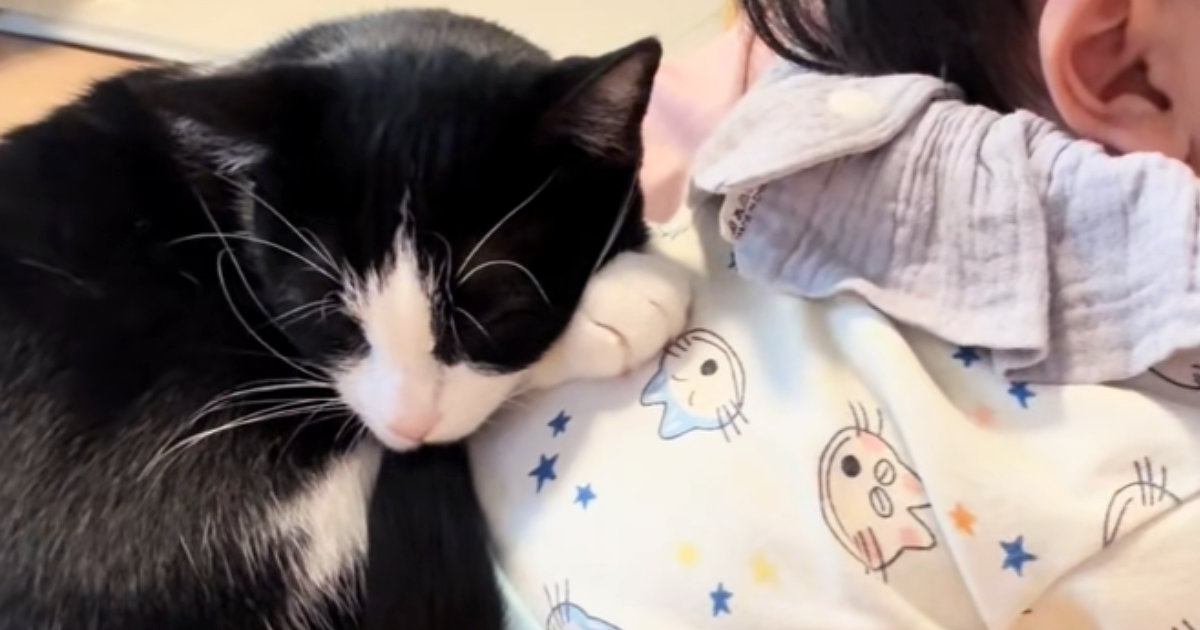 猫ママさん 家のことしないといけないのに…』ママの膝の上を見ると→猫と赤ちゃん