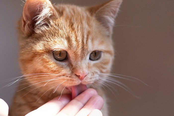 猫 家具 ストア 舐める