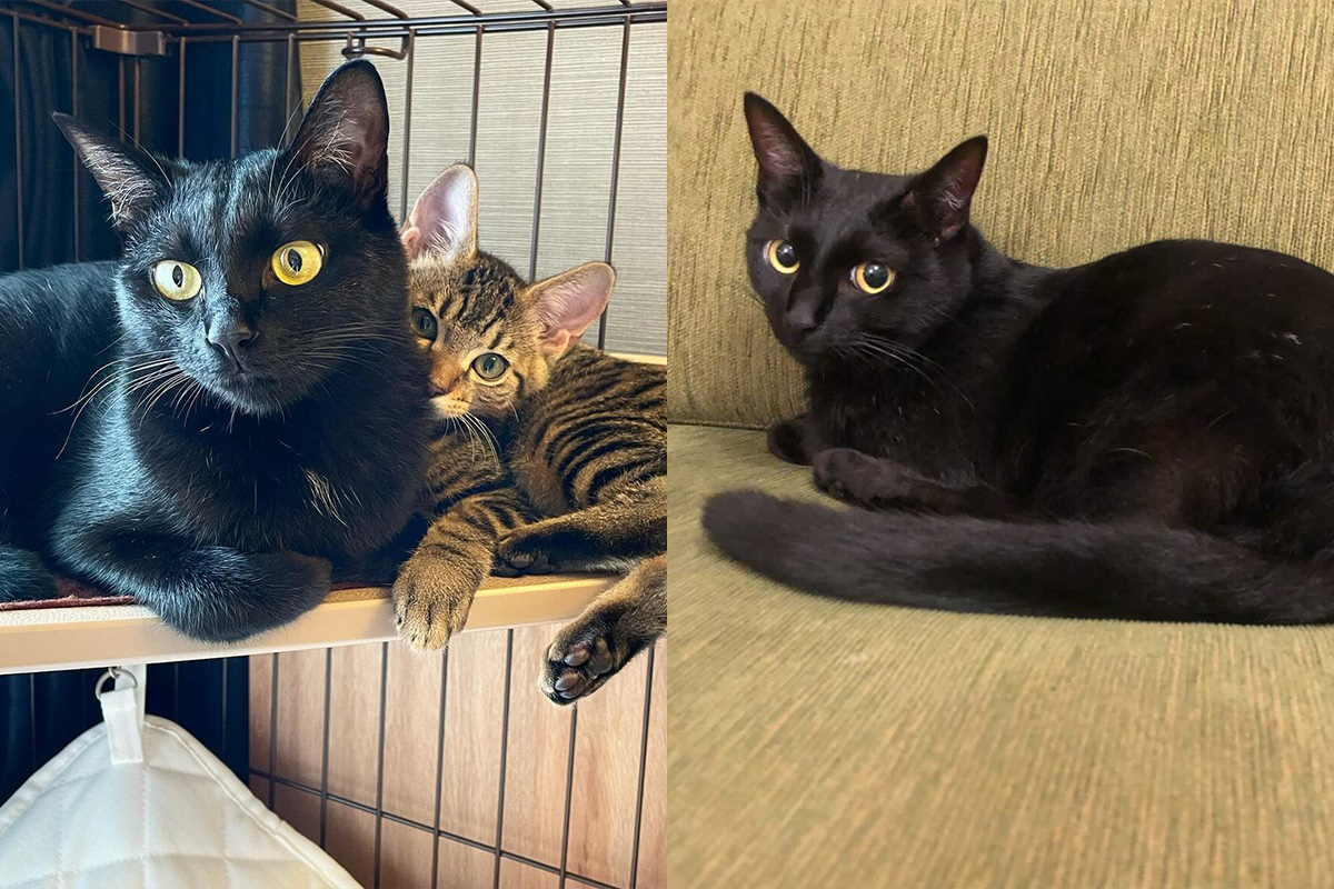 Welove黒猫 性格や目の色など 黒猫の魅力 を徹底解剖 ローリエプレス