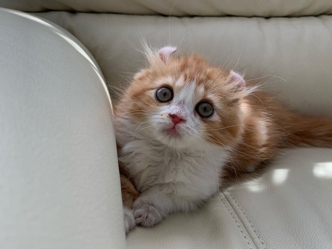 人気の猫16種類 特徴や性格は あなたはどのタイプの猫が好き 前編 ローリエプレス