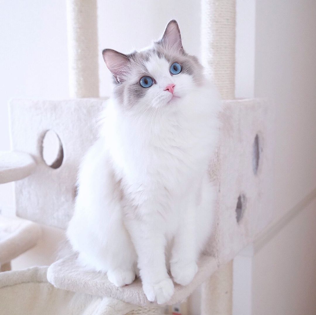 人気の猫16種類 特徴や性格は あなたはどのタイプの猫が好き 後編 ローリエプレス