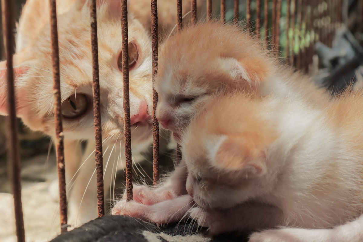 どうすれば失敗しない 猫の多頭飼いの注意点やうまくいくポイント ローリエプレス