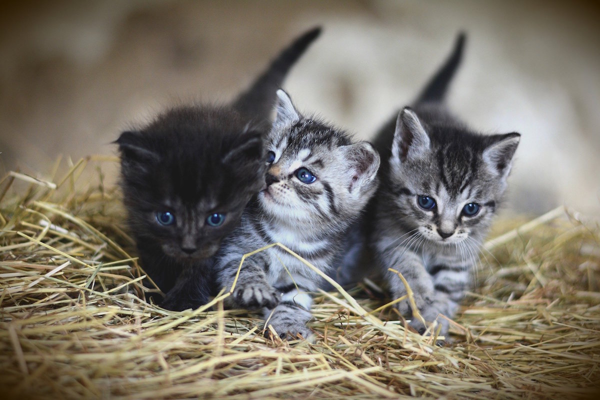 特集 猫好きさんにはたまらない 猫の可愛すぎる部位と行動を集めました ローリエプレス