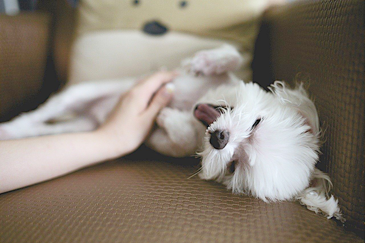 愛犬のしぐさで気持ちがわかる 信頼のサインと関係を深めるコツ3つ ローリエプレス