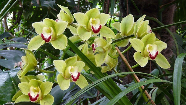 花言葉 シンビジウム 風水で運気アップ 誕生花とスピリチュアルな伝説について ローリエプレス 花言葉 シンビジウム 風水で運気アップ 誕生花とスピリチュアルな伝説について ローリエプレス