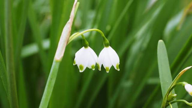 花言葉 スノーフレーク 風水で運気アップ 誕生花とスピリチュアルな伝説について ローリエプレス