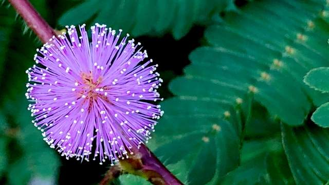 花言葉 オジギソウ 風水で運気アップ 誕生花とスピリチュアルな伝説について ローリエプレス