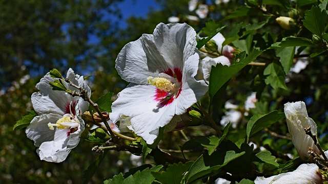 花言葉 ムクゲ 風水で運気アップ 誕生花とスピリチュアルな伝説について ローリエプレス