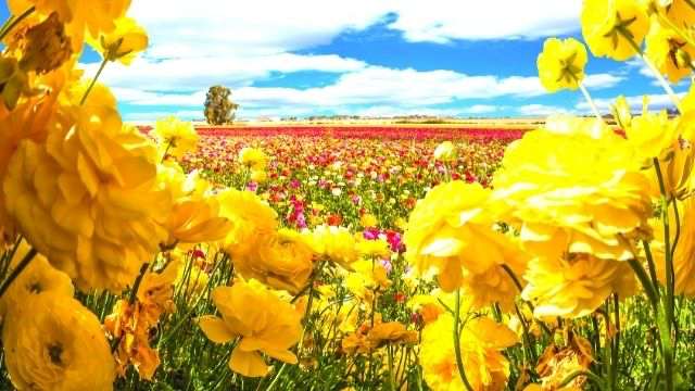 心理テスト 花の香り診断 あなたを匂いに例えるとどんなイメージ ローリエプレス