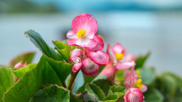 花言葉 ベゴニア 風水で運気アップ 誕生花とスピリチュアルな伝説について ローリエプレス