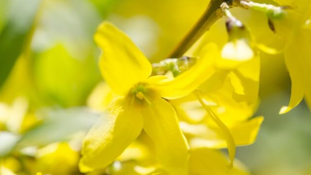 花言葉 レンギョウ 風水で運気アップ 誕生花とスピリチュアルな伝説について ローリエプレス