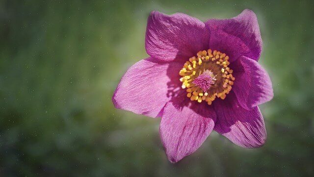花言葉 オキナグサ 風水で運気アップ 誕生花とスピリチュアルな伝説について ローリエプレス
