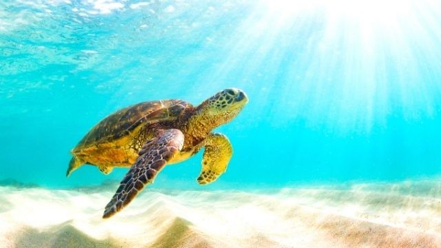 夢占い ウミガメの夢は縁起が良い大吉夢 14の意味とは ローリエプレス