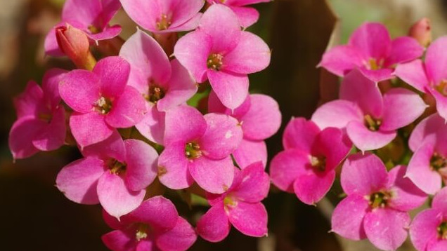 花言葉 カランコエ 風水で運気アップ 誕生花とスピリチュアルな伝説について ローリエプレス