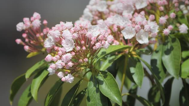 花言葉 カルミア 風水で運気アップ 誕生花とスピリチュアルな伝説について ローリエプレス