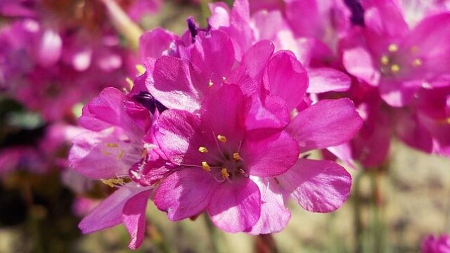花言葉 アルメリア 風水で運気アップ 誕生花とスピリチュアルな伝説について ローリエプレス