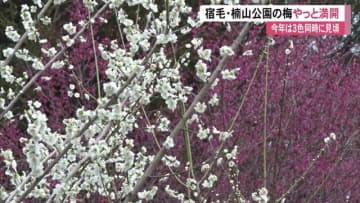 ご確認用です 楠山公園の白とピンクの梅の苗木 （五感でたのしむ梅林 