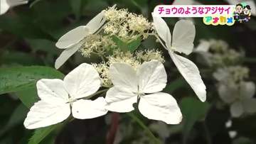 高知・牧野植物園で空を舞うチョウが見頃