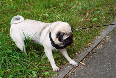 犬が散歩中に『座り込んでしまう』理由5つ　立ち止まってしまうときの心理や歩かせる方法まで (2024年12月19日) – エキサイトニュース