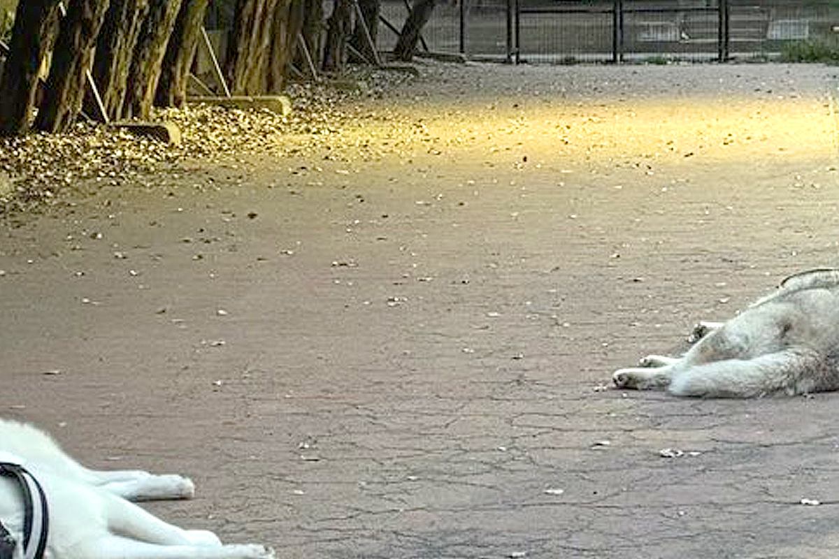 大型犬、ドッグランでの意外な過ごし方に反響