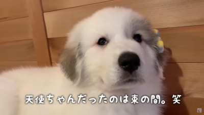 超大型犬の赤ちゃんを飼った結果…まさかの『1年で10倍の大きさ』に成長する軌跡が91万再生「こんな大きくなるのｗ」「寝る子は育つ」  (2024年3月28日) - エキサイトニュース