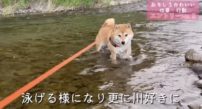 奇跡的に撮れた柴犬の『コントのような瞬間』…おもしろかわいい仕草や行動がたまらないと81万再生「大爆笑したｗ」「良いキャラしてる」と絶賛  (2024年10月17日) - エキサイトニュース