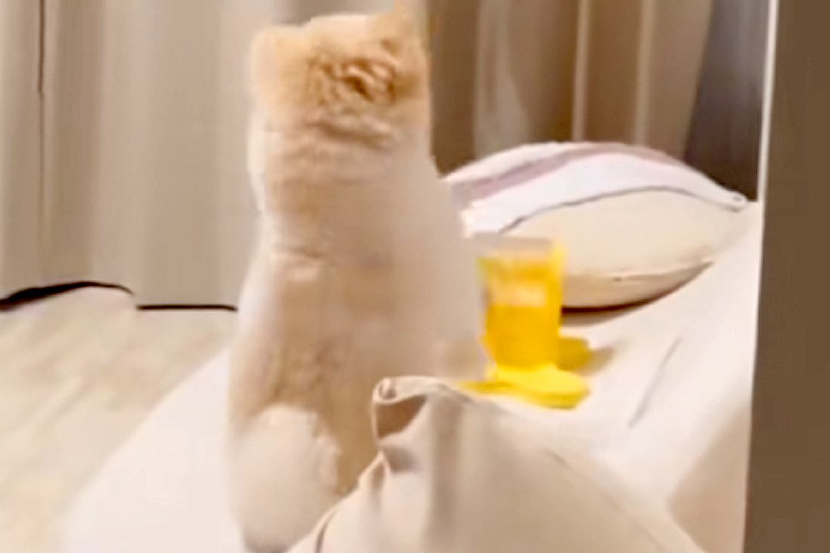 知育おもちゃを使う犬の愛らしさに癒やされる