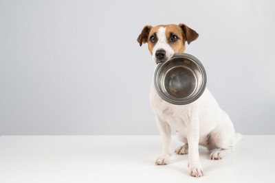 犬が『おかわり』を欲しいときにみせるサイン4つ 愛犬の健康を ...