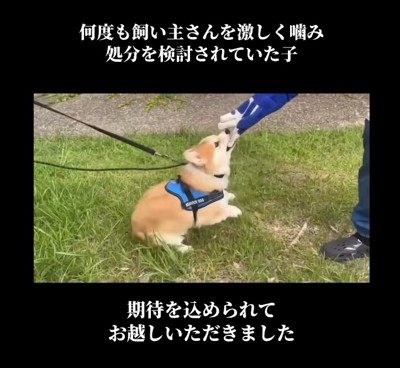 犬に噛まれてボロボロで原型止めてません ほど近い