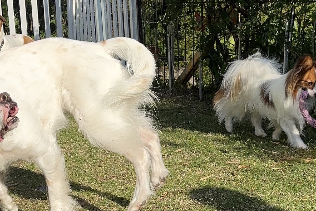 自由に遊ぶ3匹の犬→1匹だけ『作画』が違っていて…思った以上の光景に