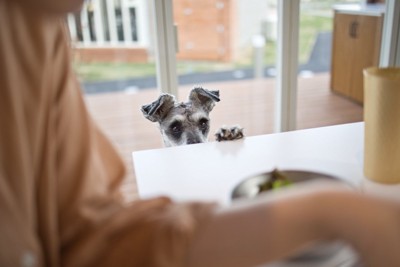 犬の老化を加速させる『NG行為』5選 飼い主が注意すべき生活習慣や ...