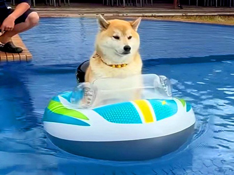浮き輪柴犬♡夏 プールで浮き輪に乗る柴犬→『楽しんでいるな』と思ったら…1時間後の