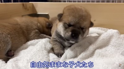 wanchan_dog49704_1.jpg