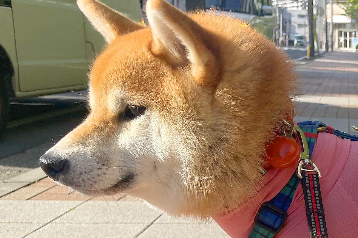 サイズ確認して買った『犬の洋服』を着せた結果→イメージと違って 