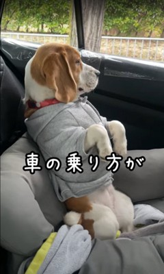 犬を車に乗せてみた結果…衝撃的な『独特すぎる座り方』が人間のようだと37万再生「えっなんすか？って顔で爆笑」「おてて幽霊みたいｗ」  (2024年8月15日) - エキサイトニュース