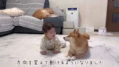 かのくんと奥さんとベビーと犬2匹に届け 娘のベビーシッターは愛犬2匹」 犬と子どもの成長記録が話題 「深夜の