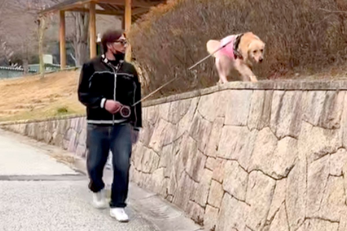 おっちょこちょいな大型犬の愛しい救出劇