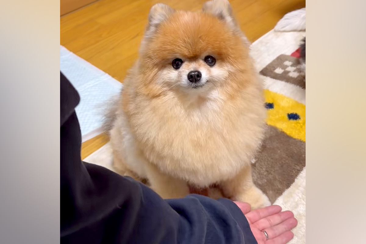 子守しながら話を聞いてくれるパパ犬 【公式通販】